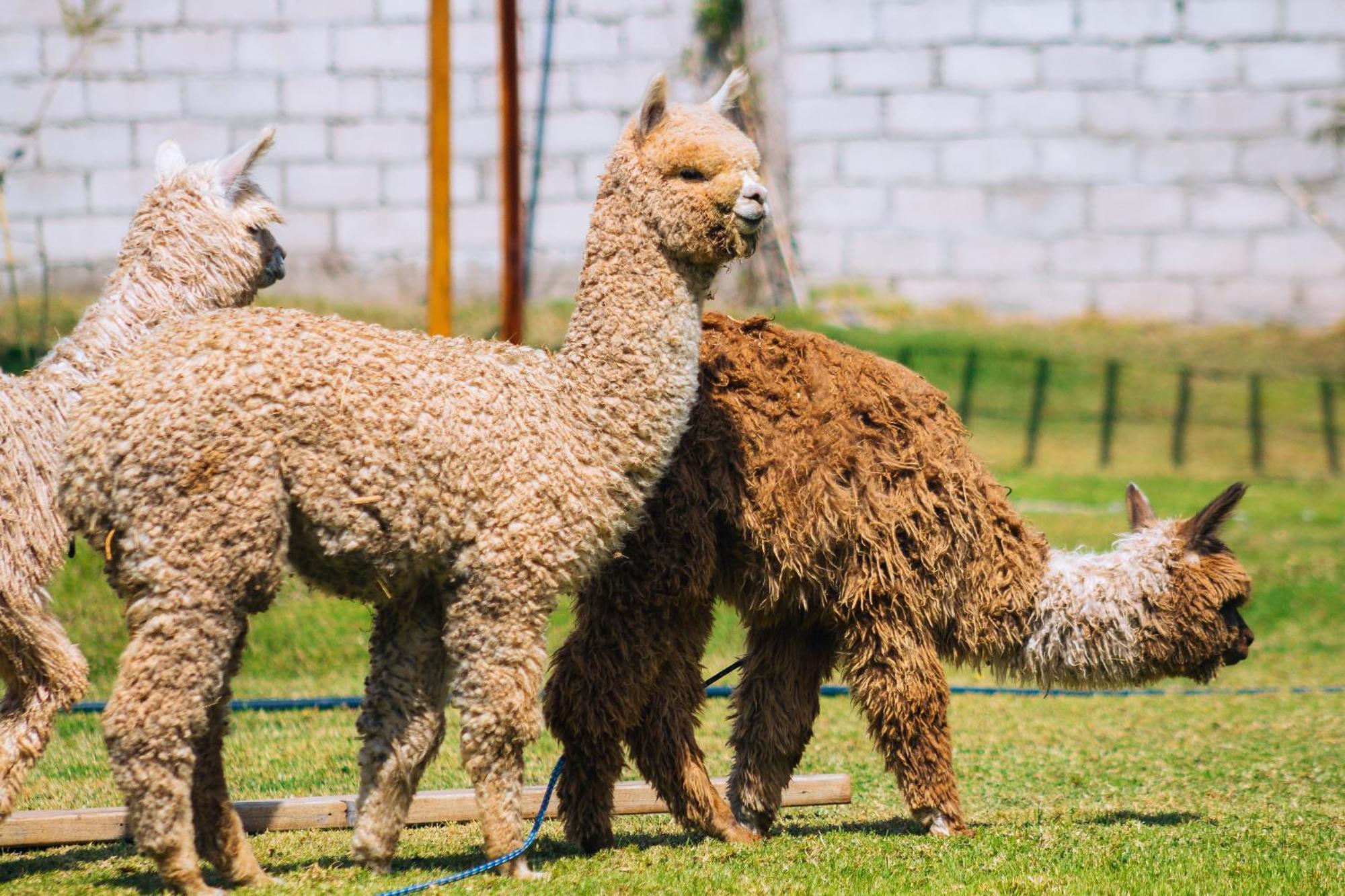 Hacienda Del Valle Sagrado อูรูบัมบา ภายนอก รูปภาพ